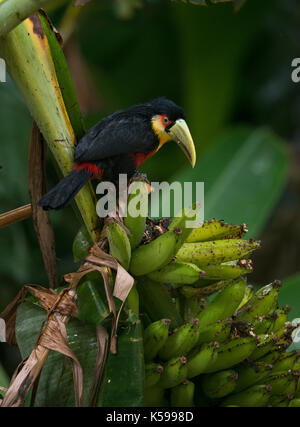 Red-breasted Toucan (ramphastos dicolorus) Banane essen im Atlantischen Regenwald von se Brasilien Stockfoto