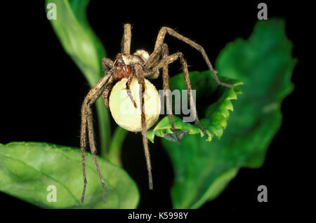 Wolf Spider, Familie Lycosidae mit Ei sac, Belize, tropischen Dschungel, weiblich, Pflege Stockfoto