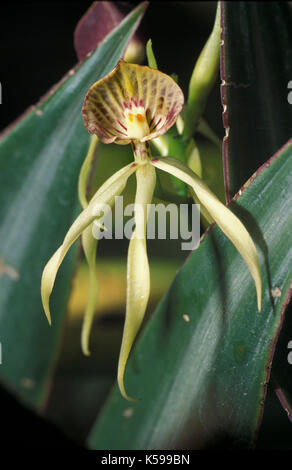 Black Orchid, Belize, nationale Blume, Prosthechea cochleata, früher bekannt als Encyclia cochleata, Anacheilium cochleatum und Epidendrum cochleatum Stockfoto