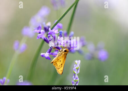 Fiery Skipper (Hylephila phyleus) männlichen auf Lavendel. Stockfoto