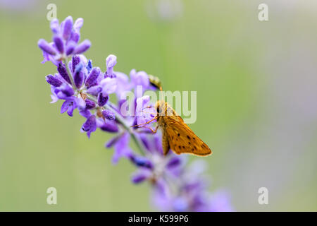 Fiery Skipper (Hylephila phyleus) männlichen auf Lavendel. Stockfoto