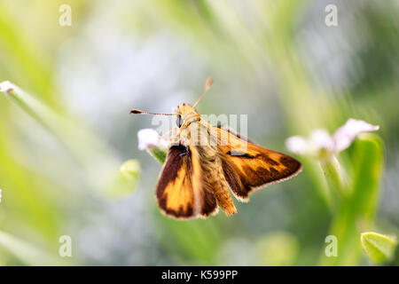 Fiery Skipper (Hylephila phyleus) männlichen auf Lavendel. Stockfoto