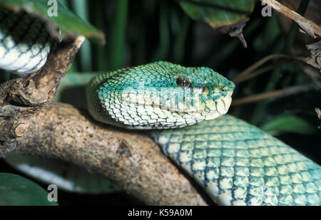 Wagler Pit Viper, ein älterer Name wagleri, Sabah, Borneo, hoch venemous, Porträt, Gesicht Stockfoto