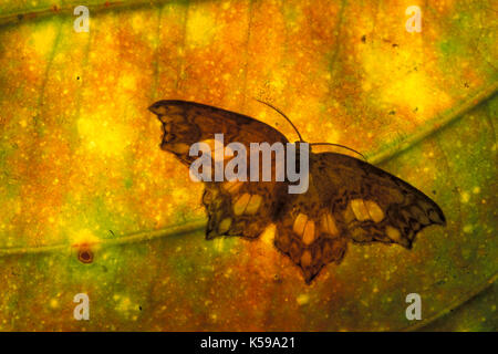 Schmetterling auf Blatt, Hintergrundbeleuchtung, Muster Mt Kinabalu, Sabah, Borneo, Gelb, Silhouette Stockfoto