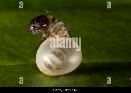 Brahmaea hearseyi Falter, Ei, Eier ausbrüten, Caterpillar, Borneo, Sequenz Stockfoto