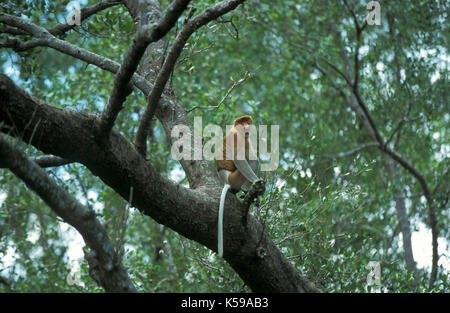 Proboscis Monkey, Nasalis larvatus, Kinabantang Fluss, Sabah, männlich im Baum Borneo, gefährdet auf der Roten Liste der IUCN und auf Anhang I aufgeführten zitieren Stockfoto