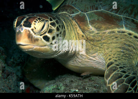 Green Turtle, Chelonia mydas, Insel Sipadan, ruht auf Coral Wall, Celebes Meer, Sabah Borneo Stockfoto