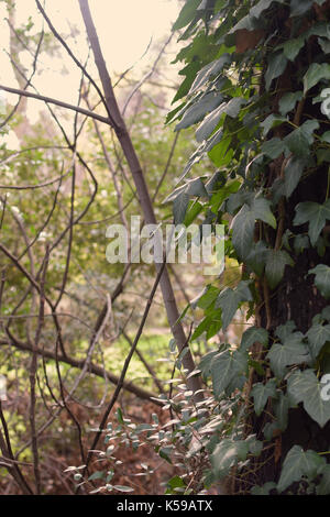 Baumstamm mit grünem Efeu und Wald pflanzen abstrakte Landschaft. Stockfoto