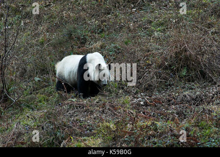 Panda, Ailuropoda Lalage, Erwachsene im Lebensraum Wald, Wolong Forschung und Conservation Centre, Provinz Sichuan (sezuan) Zentrale Stockfoto