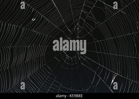 Spiderweb vor einem schwarzen Hintergrund Stockfoto