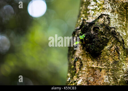 Woodland. Gemischte Bäume und wilden Lebensraum Wald. Natürliche Umgebung in Oxfordshire UK. Stockfoto