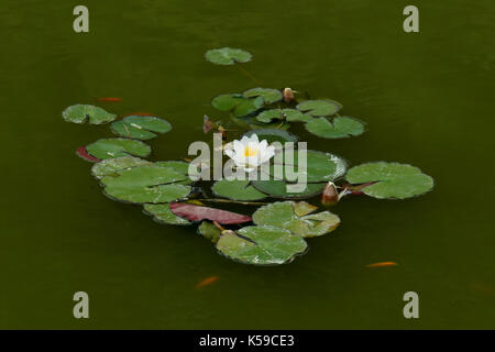 Seerose aquatischen Pflanze mit weißen Blüten schweben in Teich mit roten Fischen. Stockfoto
