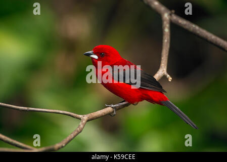 Ein männlicher brasilianischen Tanager (Ramphocelus bresilius) aus ilhabela, SP, Brasilien Stockfoto