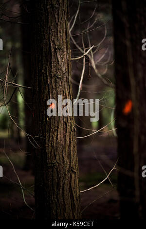 Woodland. Gemischte Bäume und wilden Lebensraum Wald. Natürliche Umgebung in Oxfordshire UK. Stockfoto