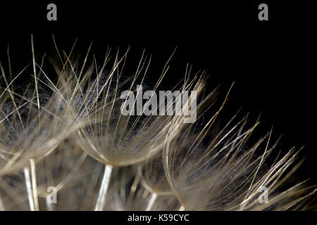 Löwenzahn blühende Pflanze Kopf Blümchen Samen closeup auf schwarzen Hintergrund. Abstrakte Natur Makro. Stockfoto