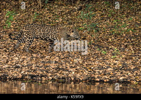 Ein Jaguar aus dem Norden Pantanal, Brasilien, tarnt sich fast perfekt mit den getrockneten Blättern auf dem Boden Stockfoto