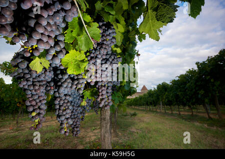 Die Trauben wachsen in einem st-emilion Vinyard, Frankreich Stockfoto