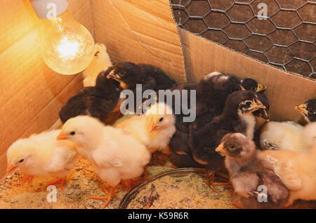 Dem kleinen neugeborenen Küken auf einem Kasten warm durch eine Glühbirne. Stockfoto