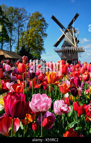 Blühende Tulpen Blumenbeet und Windmühle in Keukenhof flower Garde Stockfoto