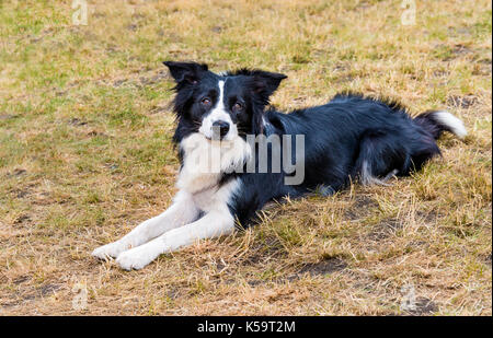 Border Collie liegt. Der Border Collie liegt auf dem Rasen im Park. Stockfoto