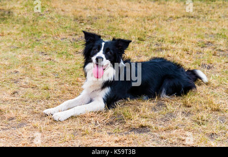 Border Collie lächelt. Der Border Collie liegt auf dem Rasen im Park. Stockfoto