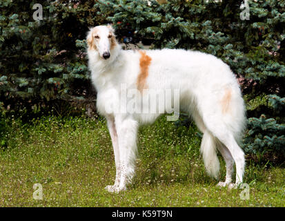 Barsoi Russischen weiß. Der Barsoi russische Hund ist auf dem grünen Rasen. Stockfoto