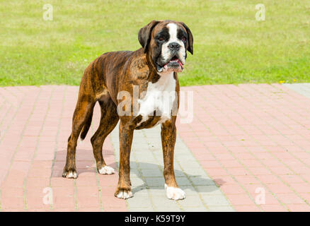 Deutscher Boxer tiger farbiges Gesicht. Der Deutsche Boxer ist im Park. Stockfoto