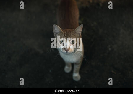 Orange und Weiß Tabby Katze im Garten Stockfoto
