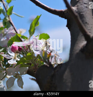 Biene arbeiten an Apple Blume Stockfoto