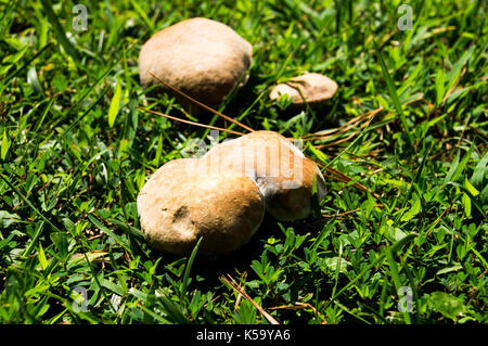 Pilze auf dem Rasen Stockfoto