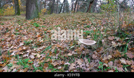 Panoramabild des Waldes Wurf im Herbst Wald im Oktober mit Sonnenschirm Pilz im Vordergrund Stockfoto