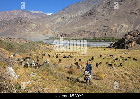 Alte tadschikischen Frau Herden Ziegen entlang der Pamir Rivier, Provinz Gorno-Badakhshan, Tadschikistan Stockfoto