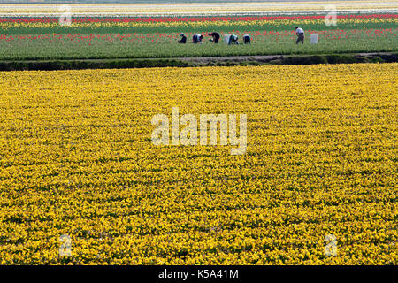 Arbeitnehmer in Blumenwiesen in den Niederlanden Stockfoto