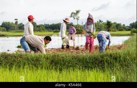 SIEM REAP, Kambodscha - September 12, 2015: Reis Landwirte arbeiten in den Bereichen Reis einpflanzen. Stockfoto