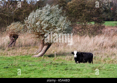 Kuh in rauen Holländische Landschaft Stockfoto