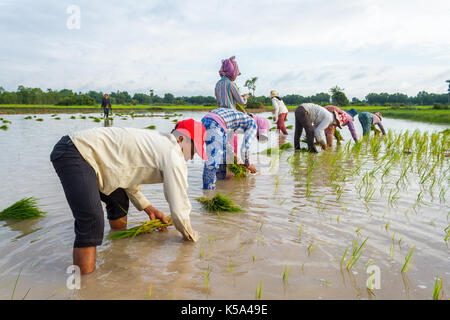 SIEM REAP, Kambodscha - September 12, 2015: Reisbauern Zusammen arbeit in den Bereichen Reis einpflanzen. Stockfoto