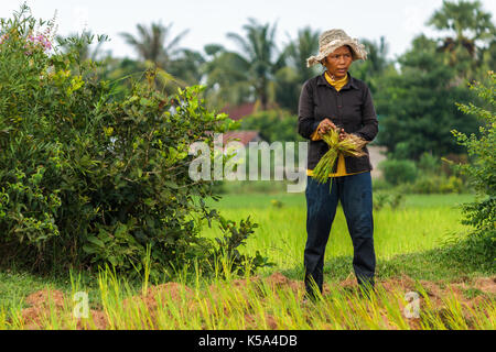 SIEM REAP, Kambodscha - 12. SEPTEMBER 2015: eine Frau, die in den Reisfeldern von Kambodscha. Stockfoto