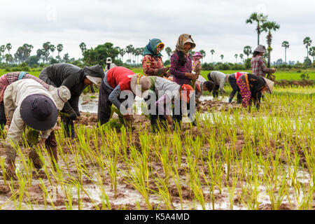 SIEM REAP, Kambodscha - 9/12/2015: Eine Gruppe von Bauern pflanzen Reis Reis auf den Feldern rund um das Dorf. Stockfoto