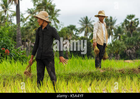 SIEM REAP, Kambodscha - 9/12/2015: Zwei Landwirte in den Reisfeldern in der Nähe ihres Dorfes. Stockfoto