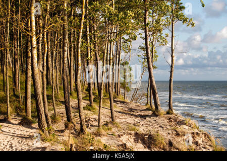 Pinien auf windigen Ufer der Ostsee Stockfoto