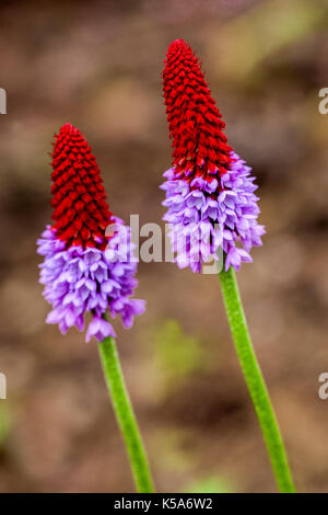 Primula vialii, Orchidee Primrose, Poker Primrose, Blumen bokeh Stockfoto