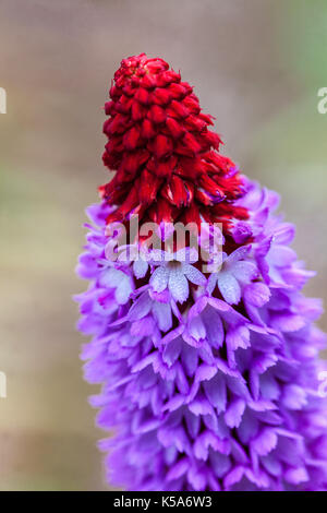 Primula vialii, Orchidee Primrose, Poker Primrose Stockfoto