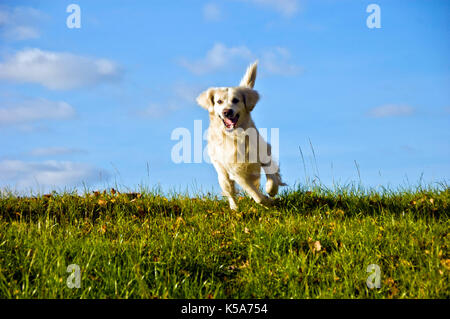 Golden Retriever Hund glücklich läuft in einer Wiese Stockfoto