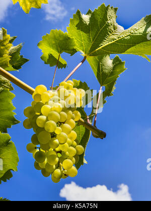 PHOENIX reife Trauben von Weißwein Trauben auf Rebe erwartet Ernte in UK Weinberg mit tiefblau gemäßigten sonnigen Himmel Hintergrund Stockfoto