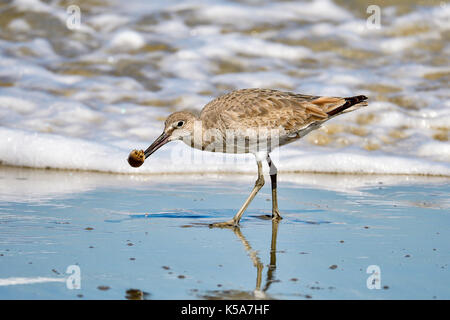 Willet Stockfoto