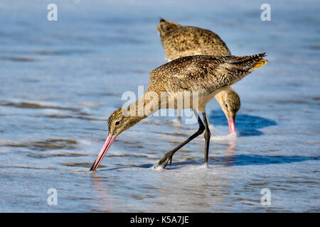 Marmorierte godwit Stockfoto