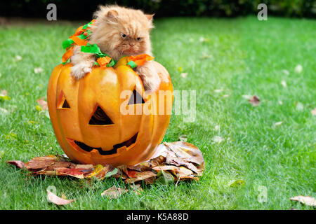 Orange Persian Cat In Halloween Kürbis Stockfoto