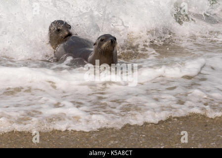 Zwei Seelöwen Spielen in der Surf Stockfoto