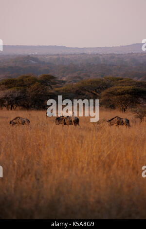 Herde von Blue Wildebeest Beweidung auf die kommunalen Polokwane game reserve in der Limpopo Provinz, Südafrika Stockfoto