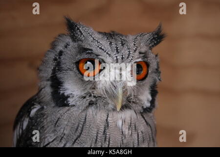 Afrikanische Scop Owl's Portrait in der Limpopo Provinz, Südafrika Stockfoto